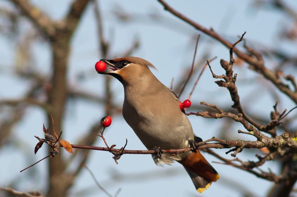 Waxwing with Rowan berry