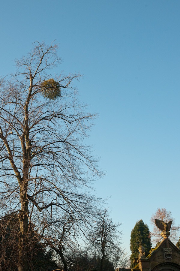 Mistletoe at Parsonage Gardens, Didsbury