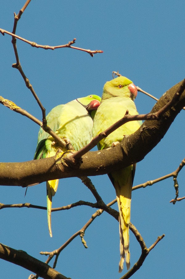 Rose-Ringed Parakeet, Fog Lane Park - Didsbury