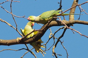 Rose-Ringed Parakeet feeding on tree buds