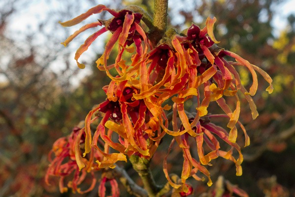 Witch Hazel