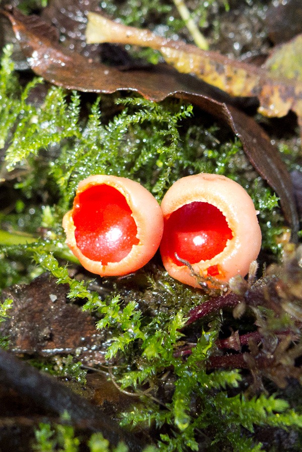 Scarlet Elf Cups