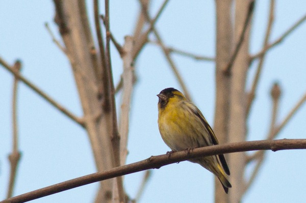 Siskin (male)