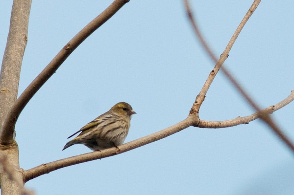 Siskin (female)