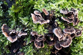 Many-Zoned Polypore