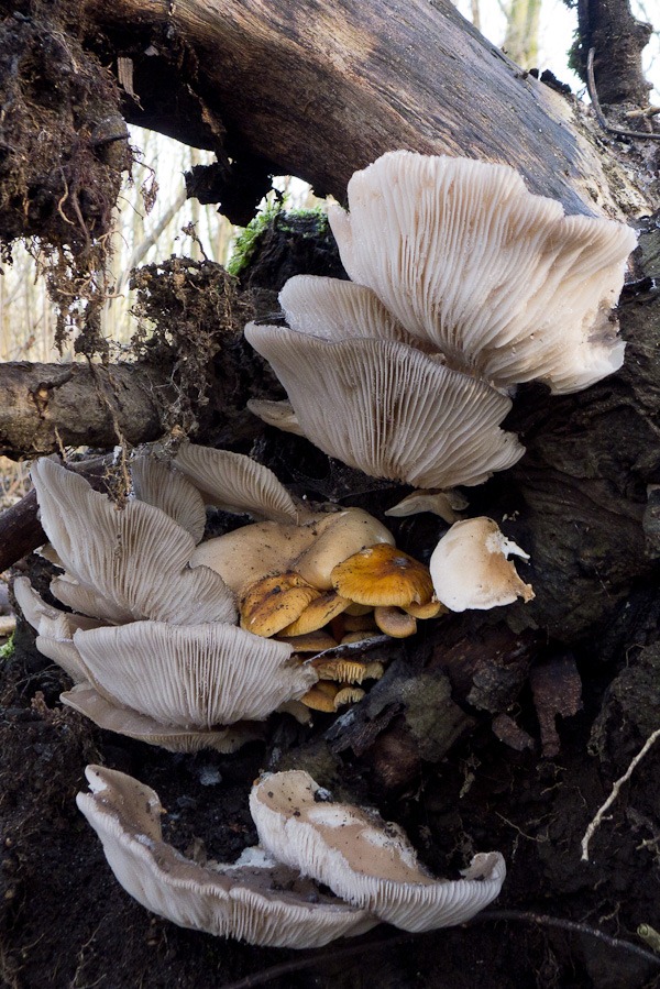 Unknown bracket fungus