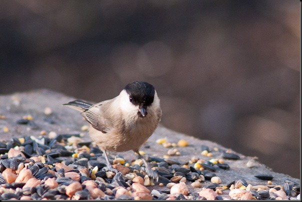 Willow Tit at Pennington Flash