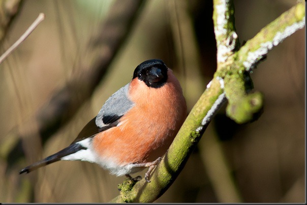 Bullfinch (male)