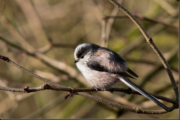 Long tailed Tit