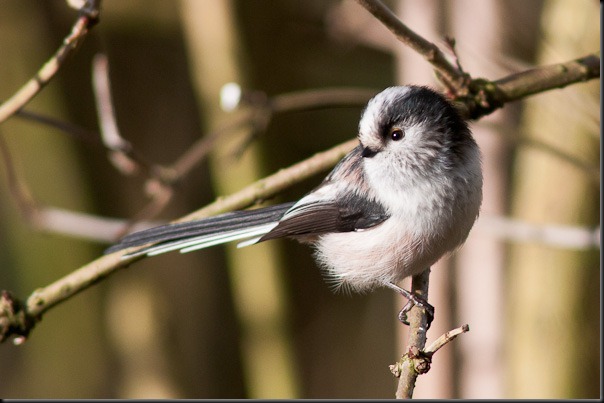 Long tailed Tit