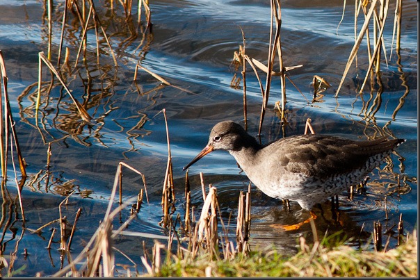 Redshank