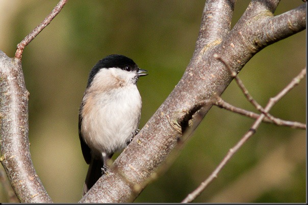 Marsh Tit at Leighton Moss