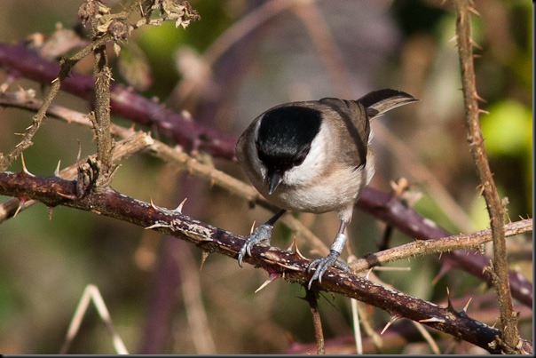 Marsh Tit - look at that shiny head, a good one to compare with the Willow Tit in the previous post