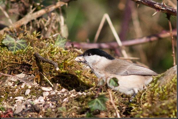 Marsh Tit with Sunflower heart