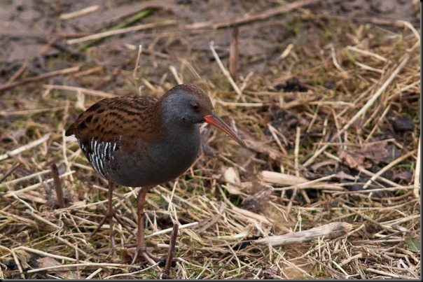 Water Rail at Burton Mere 