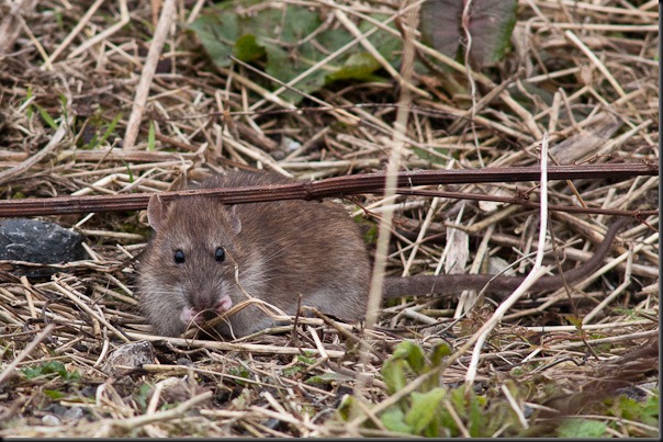 Rattus norvegicus - the Brown Rat