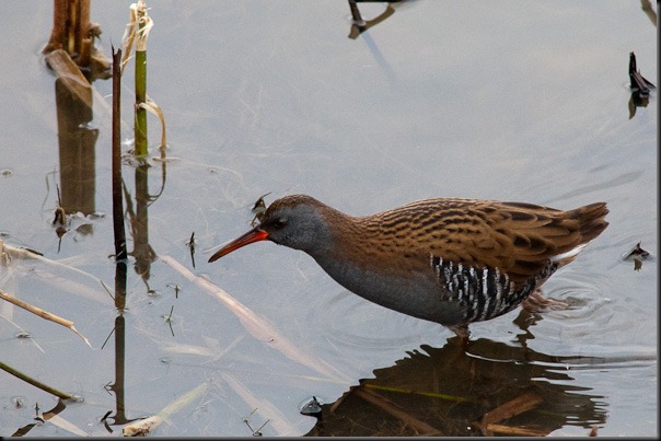 Water Rail