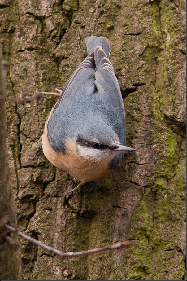 Wood Nuthatch at Burton Mere 