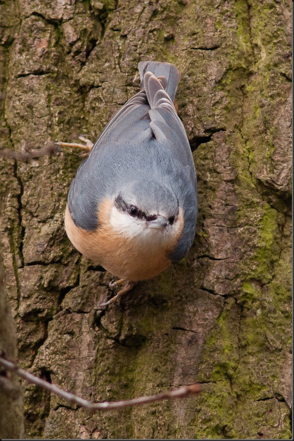 Nuthatch at Burton Mere 