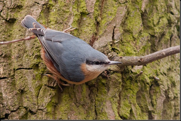 Nuthatch