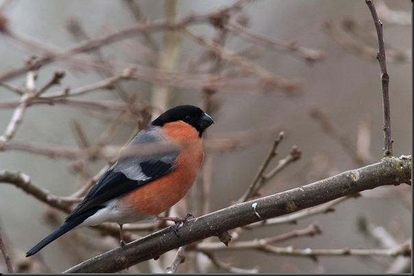 Male Bullfinch
