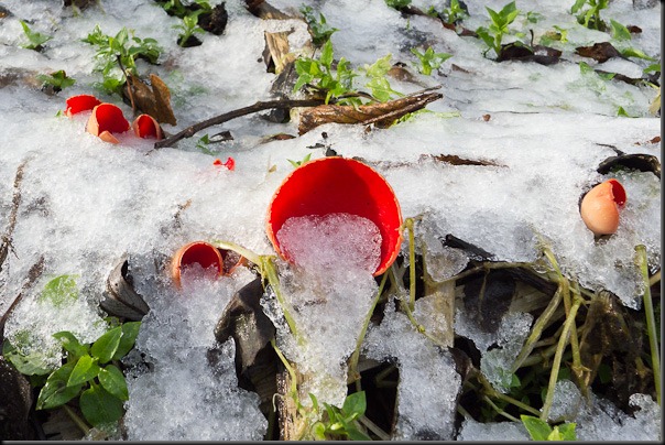 A slightly wider shot of the Scarlet Elfcups