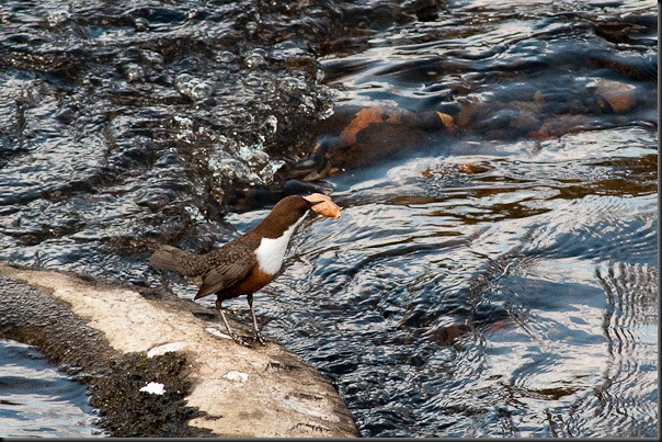 Dipper on the River Mersey collecting nesting material