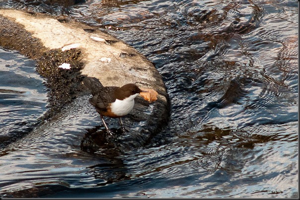 Dipper on the River Mersey 