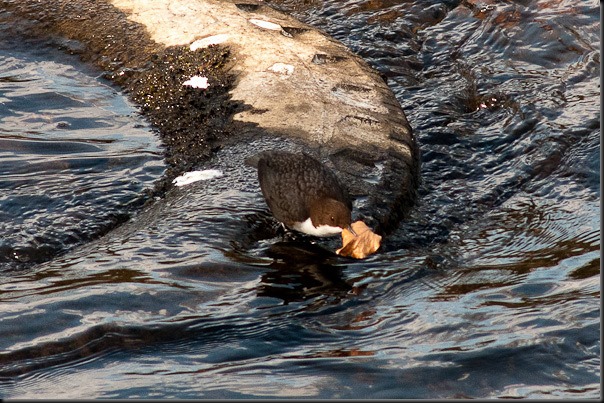 Dipper on the River Mersey about to take flight with nesting material