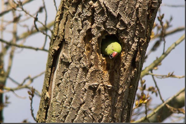 Rose-ringed Parakeet emerging from nest hole