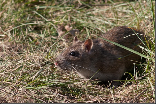 One of the almost legendary rats found at Burton Mere
