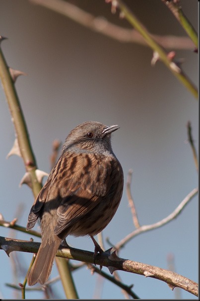 Dunnock singing at Burton Mere