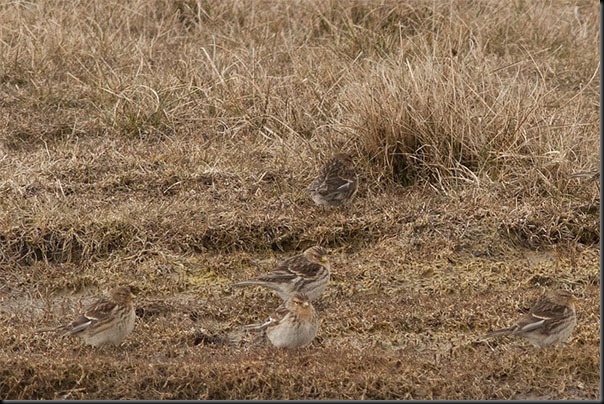 A distant photo of some Twite just south of Southport
