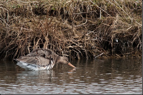 Black tailed Godwit