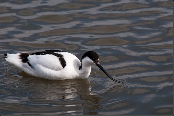 Avocet