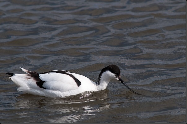 Avocet at Marshside