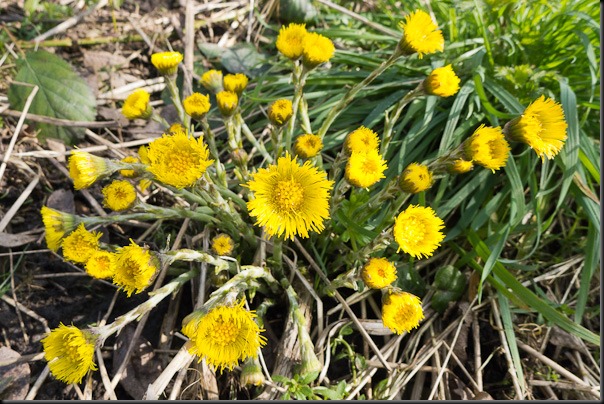 Coltsfoot - 