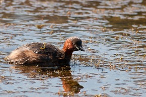Dabchick 