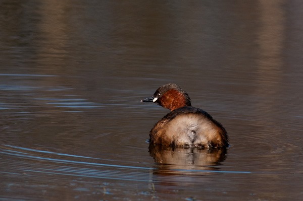 Dabchick at Meresands Wood