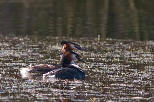 Pair of Great Crested Grebes 