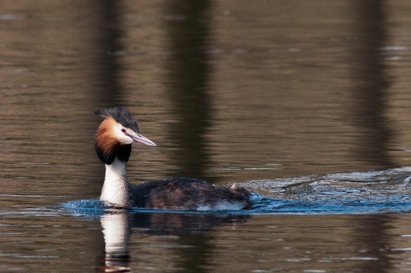 Great Crested Grebe at Meresands Wood