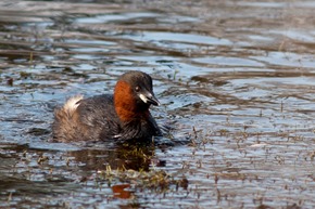 Dabchick swimming amongst the weeds 