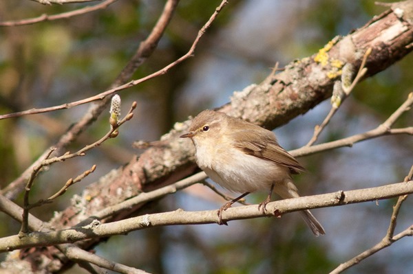 Chiffchaff 