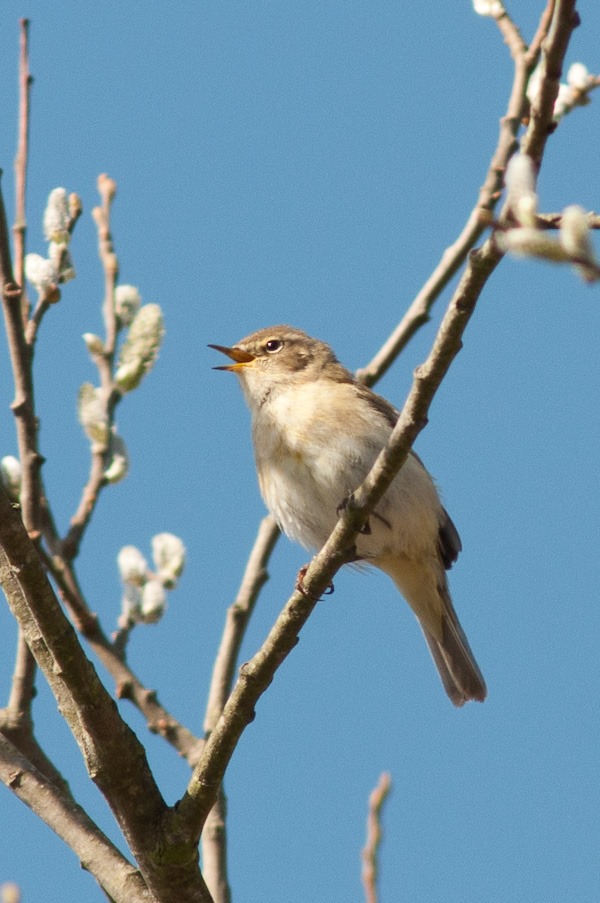 Chiffchaff again probably a male