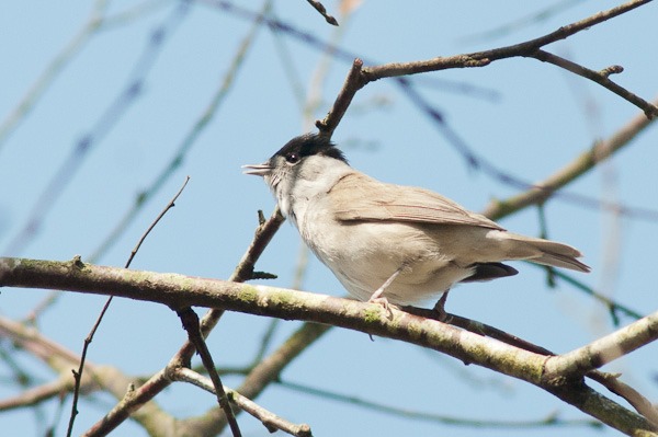 Blackcap (male)