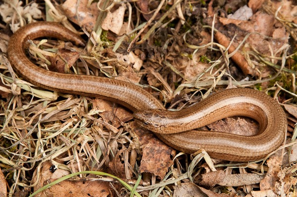 Slow-worm at Shapwick Heath
