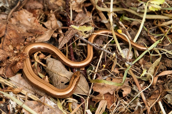 Slow-worm in leaf litter at Shapwick Heath