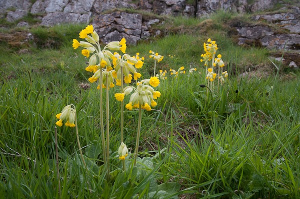 Cowslips at Black Rock, Cheddar