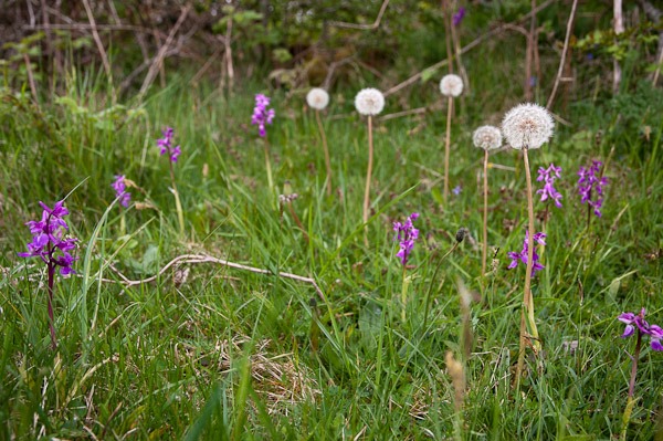 Early Purple Orchids at Black Rock, Cheddar