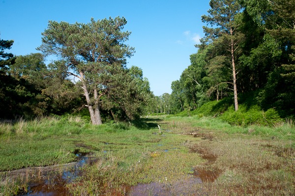 Mire on East Creech Heath